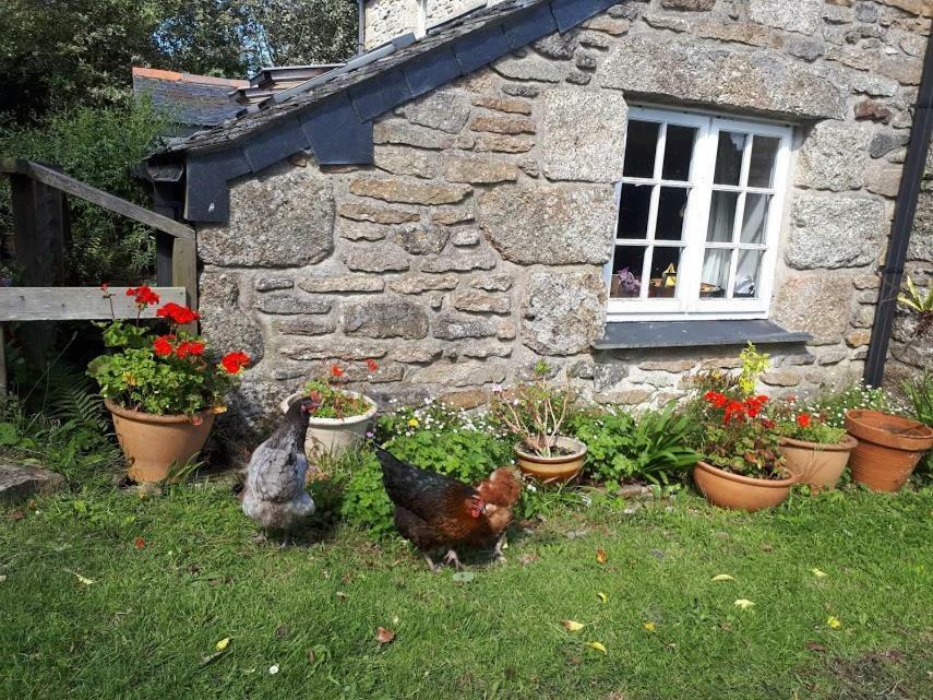 Borea Barn Vegetarian B&B St Ives Exterior foto